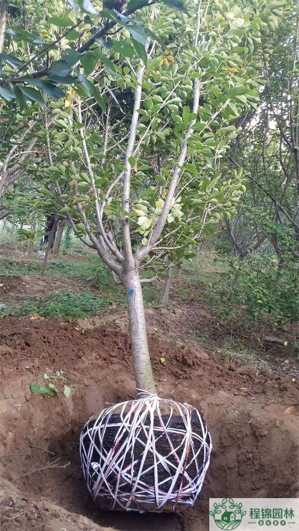 20公分樱花树多少钱一棵_樱花基地报价