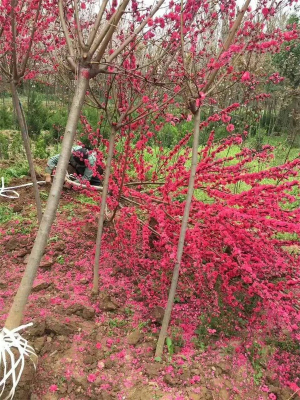 什么是红叶碧桃？能吃吗？红叶碧桃基地为您介绍