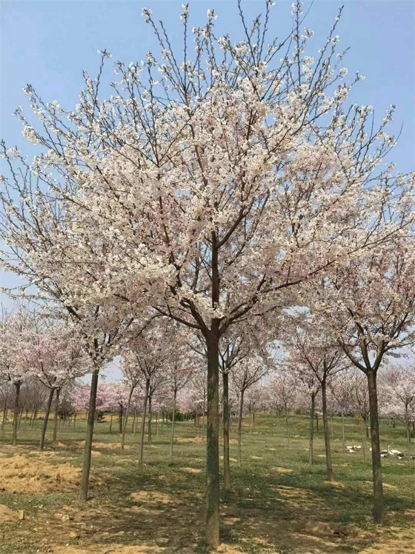 樱花树多少钱一棵？最新樱花树市场价格