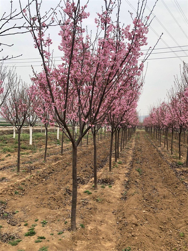 樱花树多少钱一棵？最新樱花树市场价格