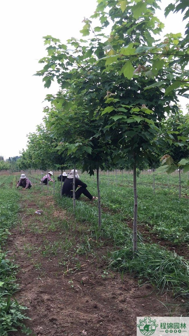 红冠红枫_红冠红枫价格_红冠红枫小苗一年苗价格